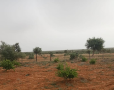 Parcelle lotie au bord du goudron.